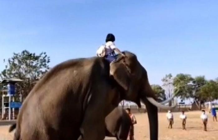 Connected like a relative! “Nong Pupae”, an 11-year-old girl rides an  elephant to school