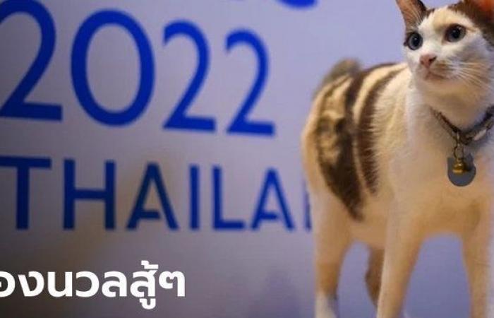 Cat slaves like this, press like, “Nuan” cat, presenter to promote APEC 2022.